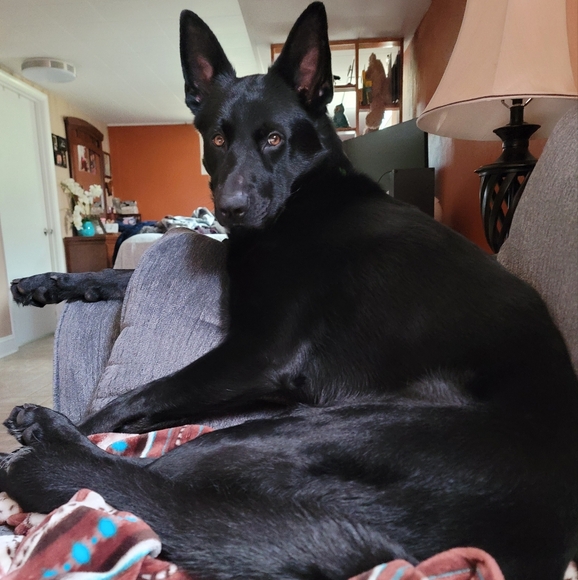 Meet my Hellhound Dexter 😈. He's a thief but loves respectful offers! - Picture 5 of 12